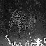 Arauco registra on&ccedil;a-pintada em &aacute;rea de conserva&ccedil;&atilde;o no Leste de Mato Grosso do Sul