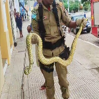 Bombeiros capturam sucuri de 2 metros em frente ao Casario do Porto Geral de Corumb&aacute;