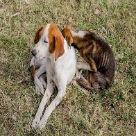 Projeto de Lei institui &lsquo;Dezembro Verde&rsquo; para combater abandono de animais