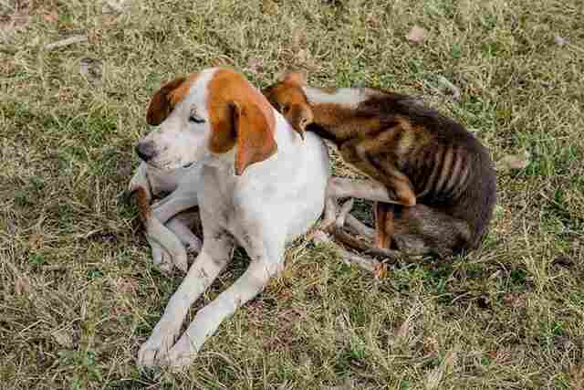 Projeto de Lei institui &lsquo;Dezembro Verde&rsquo; para combater abandono de animais