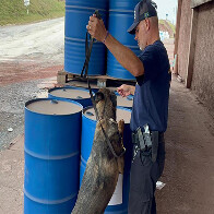 Receita Federal em Corumb&aacute; intensifica controle e alcan&ccedil;a bons resultados na redu&ccedil;&atilde;o do tr&aacute;fico de insumos para coca&iacute;na