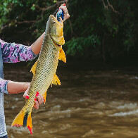 Projeto de Jo&atilde;o C&eacute;sar Mattogrosso amplia por 5 anos a proibi&ccedil;&atilde;o da pesca de Dourado em MS