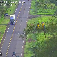 V&Iacute;DEO: Araras-canind&eacute; s&atilde;o flagradas por c&acirc;meras da CCR MSVia em momento fofo na BR-163/MS 