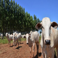 Precoce MS avan&ccedil;a com abate de 1,3 milh&atilde;o de cabe&ccedil;as e incentivo de quase R$ 117 milh&otilde;es aos produtores