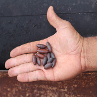 Pesquisadores da UFMS desenvolvem cappuccino vegano com frutos nativos do Cerrado e Pantanal