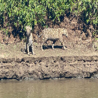 Sumi&ccedil;o de on&ccedil;a-pintada no Pantanal gera dano ambiental, social e econ&ocirc;mico