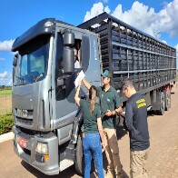APP premiado da Iagro tem ades&atilde;o de 67% dos transportadores de animais e meta &eacute; atingir 100%