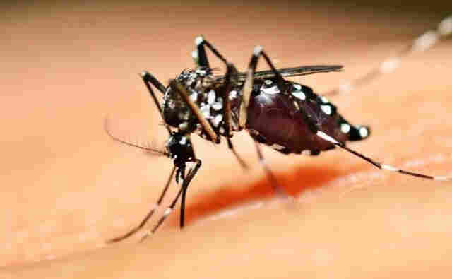 Aprenda a diferenciar os sintomas da dengue e da gripe
