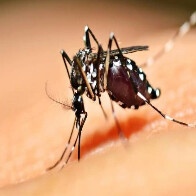 Aprenda a diferenciar os sintomas da dengue e da gripe