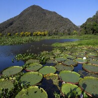 Lei do Pantanal entra em vigor, governo foca na fiscaliza&ccedil;&atilde;o e decreto traz primeiras regulamenta&ccedil;&otilde;es