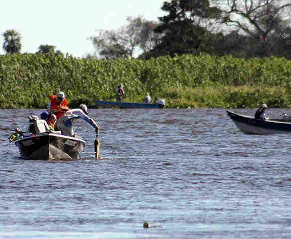 Prorroga&ccedil;&atilde;o da proibi&ccedil;&atilde;o da pesca do Dourado &eacute; aprovada em 1&ordf; vota&ccedil;&atilde;o na Alems