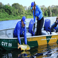 Pesca do dourado continua proibida nos rios de Mato Grosso do Sul at&eacute; mar&ccedil;o de 2025