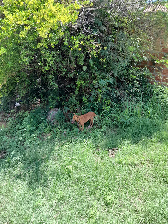 Pol&iacute;cia Civil resgata c&atilde;o em situa&ccedil;&atilde;o de maus-tratos, em Corumb&aacute;