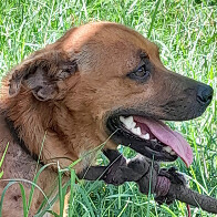 Pol&iacute;cia Civil resgata c&atilde;o em situa&ccedil;&atilde;o de maus-tratos, em Corumb&aacute;