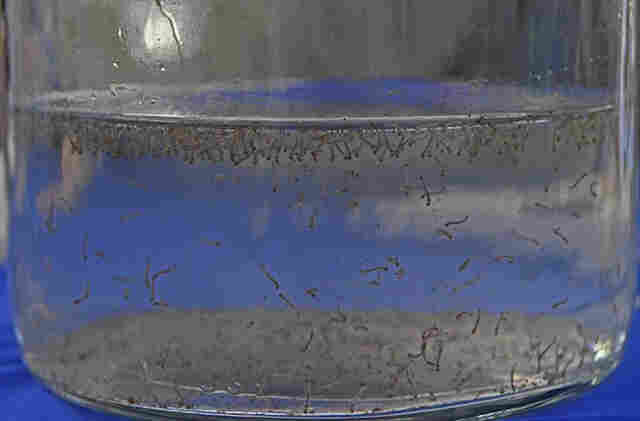 Dia D de conscientiza&ccedil;&atilde;o contra o mosquito da dengue ser&aacute; nesta quarta nas escolas estaduais
