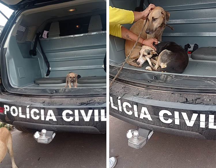Pol&iacute;cia Civil resgata seis cachorros em situa&ccedil;&atilde;o de maus-tratos em Corumb&aacute; e indicia o autor