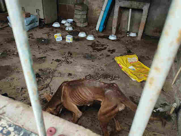 Pol&iacute;cia Civil resgata seis cachorros em situa&ccedil;&atilde;o de maus-tratos em Corumb&aacute; e indicia o autor
