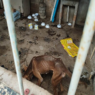 Pol&iacute;cia Civil resgata seis cachorros em situa&ccedil;&atilde;o de maus-tratos em Corumb&aacute; e indicia o autor
