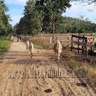 Furtos de animais em assentamentos preocupam e vereador pede interven&ccedil;&atilde;o das for&ccedil;as de seguran&ccedil;a