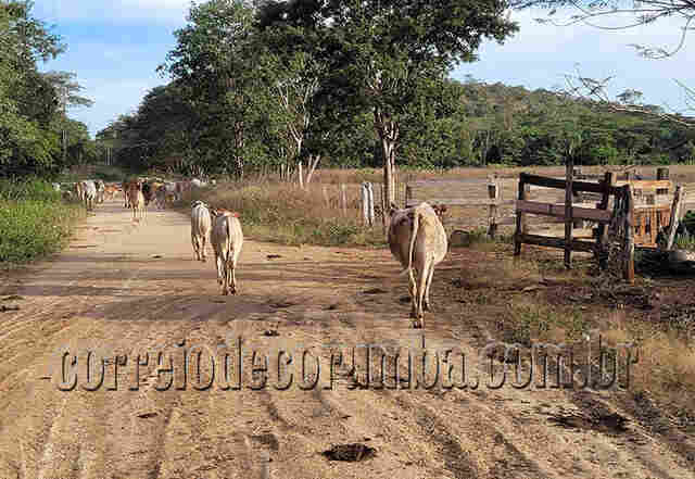 Furtos de animais em assentamentos preocupam e vereador pede interven&ccedil;&atilde;o das for&ccedil;as de seguran&ccedil;a