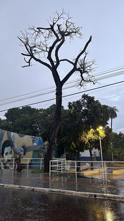 Audi&ecirc;ncia P&uacute;blica decidir&aacute; o futuro do P&eacute; de Cedro em Coxim