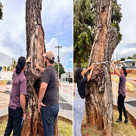 Audi&ecirc;ncia P&uacute;blica decidir&aacute; o futuro do P&eacute; de Cedro em Coxim