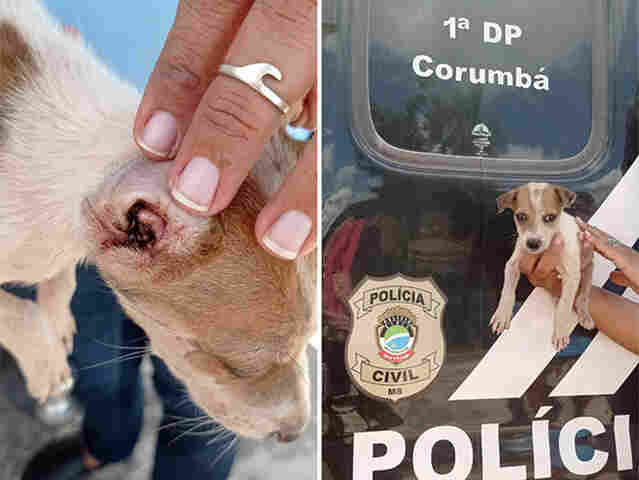 Pol&iacute;cia Civil realiza resgate de animal v&iacute;tima de maus-tratos em Corumb&aacute;