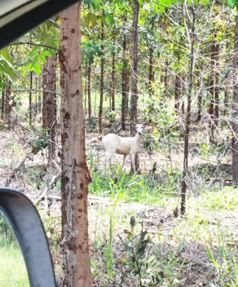 Registro rar&iacute;ssimo: veado campeiro, parcialmente albino, &eacute; visto em florestas da Eldorado Brasil em Inoc&ecirc;ncia (MS)