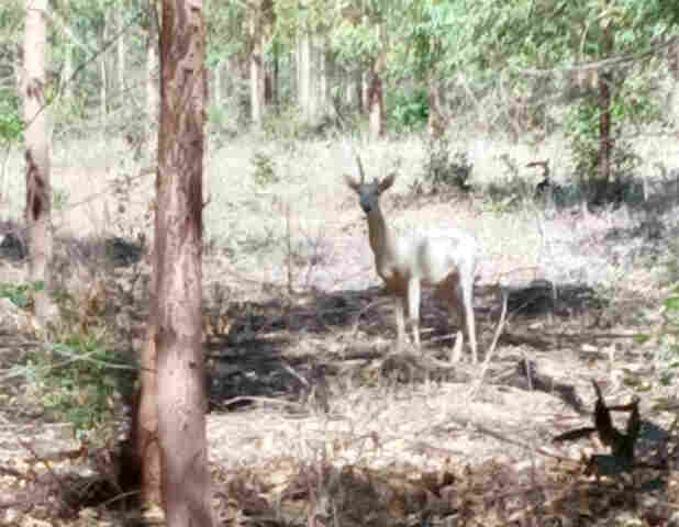 Registro rar&iacute;ssimo: veado campeiro, parcialmente albino, &eacute; visto em florestas da Eldorado Brasil em Inoc&ecirc;ncia (MS)
