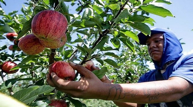 MPT e MPF-MS emitem recomenda&ccedil;&atilde;o para combater a explora&ccedil;&atilde;o de trabalhadores ind&iacute;genas nas planta&ccedil;&otilde;es de ma&ccedil;&atilde; no Sul do pa&iacute;s
