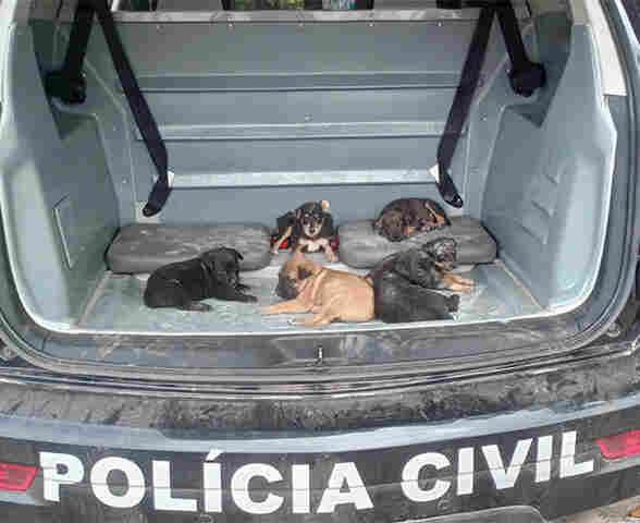V&Iacute;DEO: Pol&iacute;cia Civil e Ger&ecirc;ncia do Bem-Estar Animal Resgatam 6 cachorrinhos em situa&ccedil;&atilde;o de maus-tratos em Corumb&aacute;