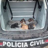 V&Iacute;DEO: Pol&iacute;cia Civil e Ger&ecirc;ncia do Bem-Estar Animal Resgatam 6 cachorrinhos em situa&ccedil;&atilde;o de maus-tratos em Corumb&aacute;