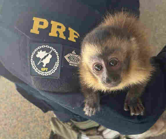 PRF flagra na BR-262 um macaco prego sendo traficado para Corumb&aacute; 