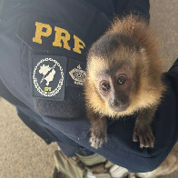 PRF flagra na BR-262 um macaco prego sendo traficado para Corumb&aacute; 