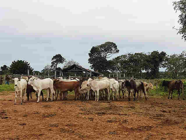 Pol&iacute;cia Civil esclarece furto e recupera lote de gado roubado em Corumb&aacute; e avaliado em cerca de R$ 45 mil