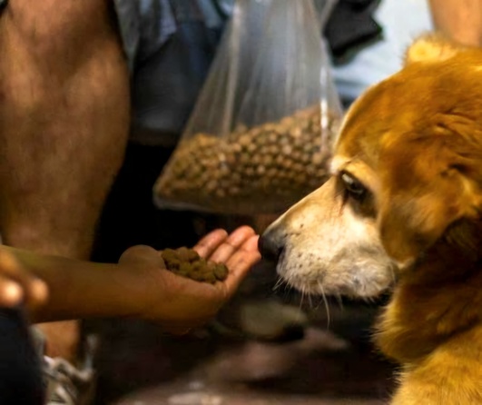 Projeto de Lei prevê suporte àquelas pessoas que cuidam de animais de forma independente