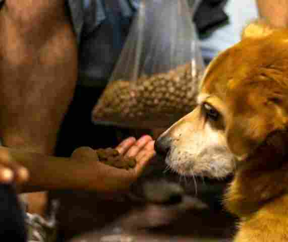 Projeto de Lei prev&ecirc; suporte &agrave;quelas pessoas que cuidam de animais de forma independente