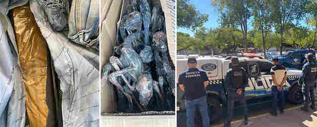 Receita Federal apreende 7 kg de Skunk e 150 fetos de lhamas em Corumb&aacute; durante fiscaliza&ccedil;&atilde;o de rotina