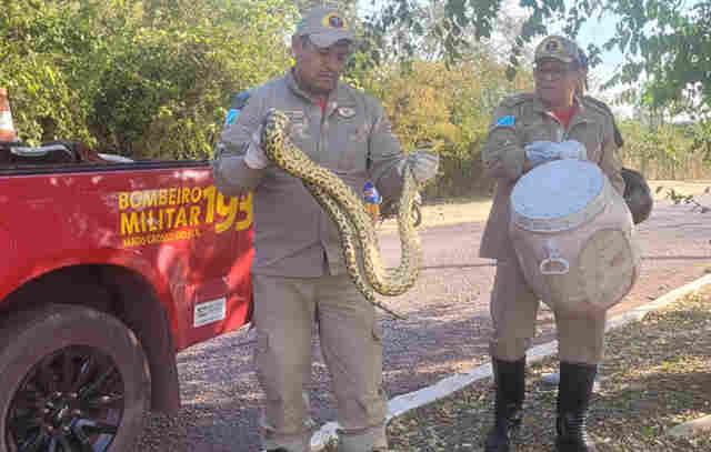 Bombeiros capturam serpentes na &aacute;rea urbana de Corumb&aacute; e Lad&aacute;rio