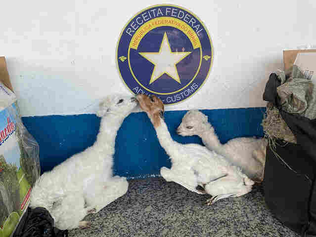 Opera&ccedil;&atilde;o conjunta no Posto de Fiscaliza&ccedil;&atilde;o Lampi&atilde;o Aceso apreende mais uma carga de fetos de lhama empalhados