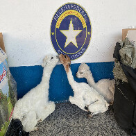 Opera&ccedil;&atilde;o conjunta no Posto de Fiscaliza&ccedil;&atilde;o Lampi&atilde;o Aceso apreende mais uma carga de fetos de lhama empalhados