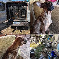 Pol&iacute;cia Civil resgata c&atilde;es abandonados em im&oacute;vel fechado em Corumb&aacute;