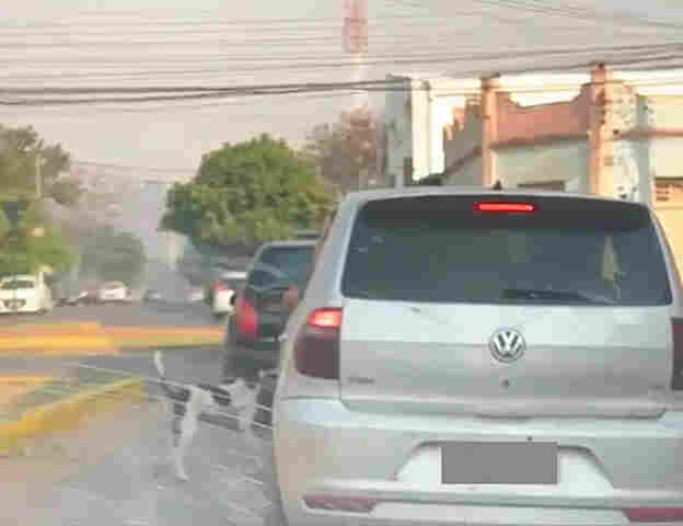 Pol&iacute;cia Civil identifica o respons&aacute;vel pelo abandono de cachorro em Corumb&aacute; em v&iacute;deo que viralizou nas redes sociais