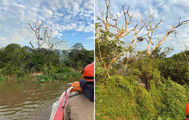 Bombeiros resgatam Ninho de Tuiui&uacute; amea&ccedil;ado por Inc&ecirc;ndio no Pantanal pr&oacute;ximo &agrave; Corumb&aacute;