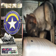 C&atilde;o farejador encontra coca&iacute;na em c&aacute;psulas com passageira boliviana na fronteira