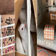Homem &eacute; detido em &ocirc;nibus com duas caixas de &ldquo;pombo correio&rdquo;, aves importadas irregularmente 