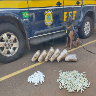 Com aux&iacute;lio de c&atilde;es farejadores, PRF apreende coca&iacute;na e skunk em &ocirc;nibus na BR-262
