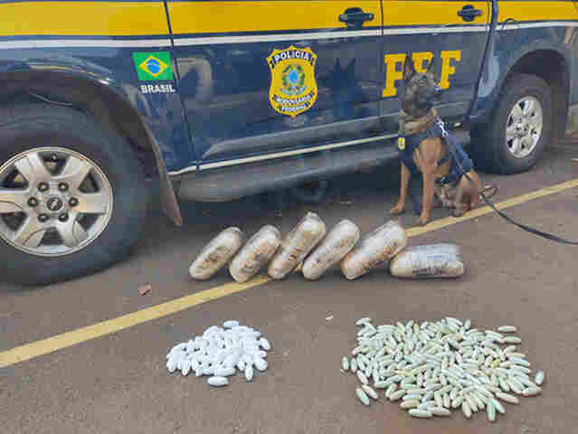 Com aux&iacute;lio de c&atilde;es farejadores, PRF apreende coca&iacute;na e skunk em &ocirc;nibus na BR-262