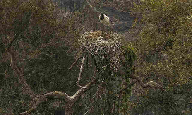 Bi&oacute;logos tentam salvar fauna amea&ccedil;ada pelo fogo no Pantanal