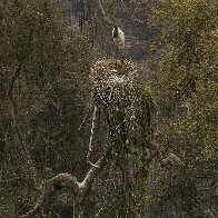 Bi&oacute;logos tentam salvar fauna amea&ccedil;ada pelo fogo no Pantanal